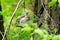 Chick-fledglings of the thrush on a branch of larch. Young mistle thrush stood for masking