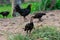 Chick flock is pecking rice kernels.