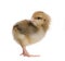 Chick in front of white background