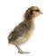 Chick in front of white background