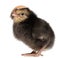Chick, Gallus gallus, 2 days old