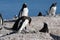 Chick of Gentoo penguin - Pygoscelis papua - begging for food in nest on rocks in front of Southern Ocean, Cuverville, Antarctica