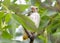 The chick of a golden oriol is hiding in the leaves of a tree.