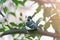 A chick of a Great tit has flown out of the nest and is sitting on a branch