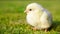 Chick on green meadow