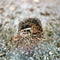 Chick grouse hiding on the background of small stones