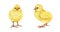 Chick hand drawn illustration set. Small yellow newborn baby chicken. Tiny fluffy chick front and side view set. White