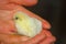 Chick just born on the palm of hands