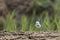 Chick of Kentish plover on the ground