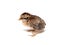 Chick. Little cute chick on white background (soft focus). Sleepy baby Chicken on white background