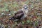 Chick Milvus migrans close-up. He still does not know how to fly, but is not afraid of anything and allows him to come close to