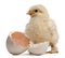 Chick of Pekin, a breed of bantam chicken, Gallus gallus domesticus, 2 days old, standing next to its own egg