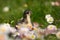 chick portrait in bellis flowers outdoors