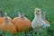 A chick and pumpkins out side