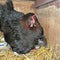 chick rearing, a black hen breeds in the stall on straw,