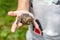 Chick singing thrush in hands of child