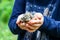 Chick singing thrush in hands of child