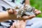 Chick singing thrush in hands of child