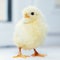 Chick standing on window sill