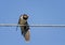 Chick swallows sitting with open beak and flapping it`s funny on the wires