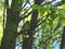 Chick thrush sitting on a tree branch and waiting for parents