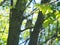 Chick thrush sitting on a tree branch and waiting for parents