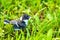 The chick tit on a summer green meadow. Great Tit, Parus major.Cyanistes caeruleus or Parus caeruleus.green background