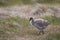 Chick upland goose