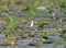 A chick whiskered tern meets joyfully with a parent with a feed