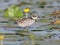 A chick of a whiskered tern sits on a water plants