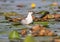 A chick of a whiskered tern sits on a water plants