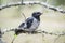 Chick young crows closeup