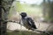 Chick young crows closeup