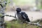 Chick young crows closeup