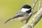 Chickadee