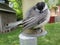 Chickadee Asleep on a Bird Feeder Perch