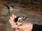 Chickadee being hand fed