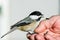 Chickadee bird