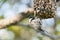 Chickadee on bird feeder