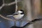 Chickadee Bird Stock Photos.  Chickadee black-capped bird perched close-up profile view with bokeh background