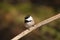 Chickadee Bird Stock Photos.  Chickadee black-capped bird perched close-up profile view with bokeh background