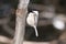 Chickadee Bird Stock Photos.  Chickadee black-capped with bokeh background close-up profile view. Chickadee bird perch