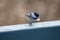 Chickadee on blue rail with peanut.