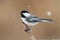 Chickadee on a branch with snow