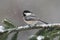 Chickadee on a branch with snow