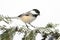 Chickadee on a branch with snow