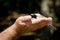 Chickadee Eating Peanut From a Hand