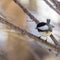 Chickadee eating a seed.