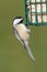 Chickadee On A Feeder