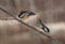 Chickadee flying